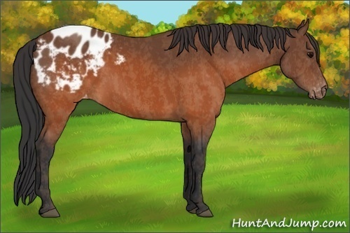 Horse Color:Brown Appaloosa  Brindle