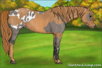 Horse Color:Brown Dun Appaloosa  Brindle