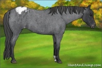 Horse Color:Blue Roan Appaloosa 