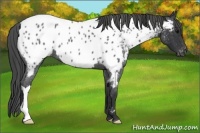 Horse Color:Blue Roan Near Leopard 