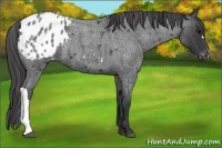 Horse Color:Blue Roan Appaloosa 