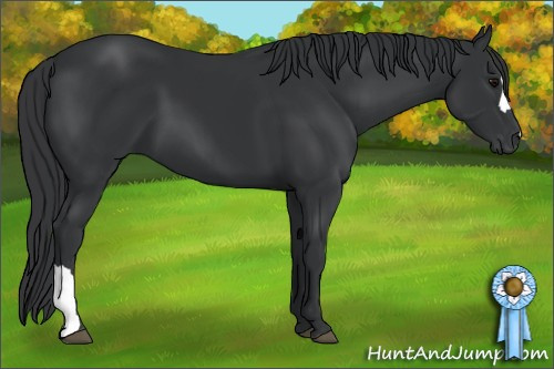 Horse Color: Black 
