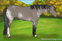 Horse Color:White Spotted Grullo Sabino