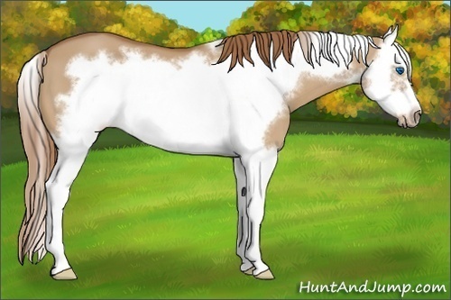 Horse Color: Red Dun Splash Frame 