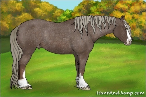 Horse Color: Liver Chestnut Mushroom Sabino Varnish Rabicano 