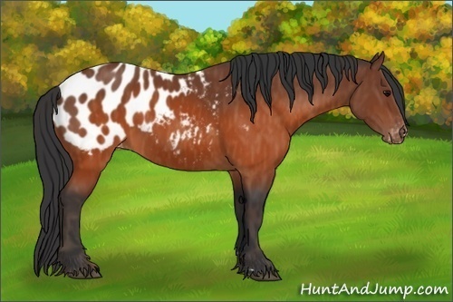 Horse Color:Brown Appaloosa  Brindle