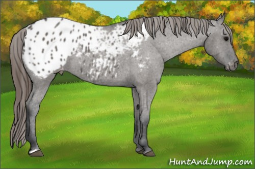 Horse Color: Grullo Blanket Rabicano 