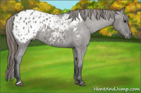 Horse Color:Grullo Appaloosa Rabicano