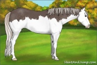 Horse Color:White Spotted Silver Black Splash