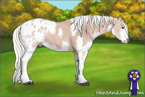 Horse Color: Liver Chestnut Mushroom Sabino Splash Tobiano Blanket Rabicano 