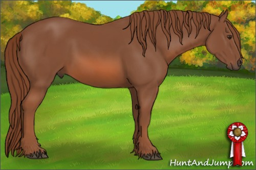 Horse Color: Unknown 