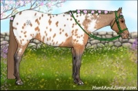 Horse Color:Buckskin Near Leopard  Brindle