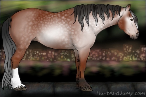 Horse Color:Gray Bay 