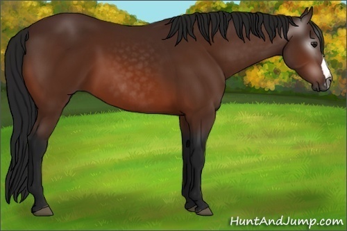 Horse Color:Gray Bay