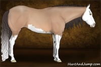 Horse Color:Amber Champagne Splash 