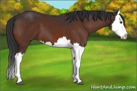 Horse Color:Bay Splash 