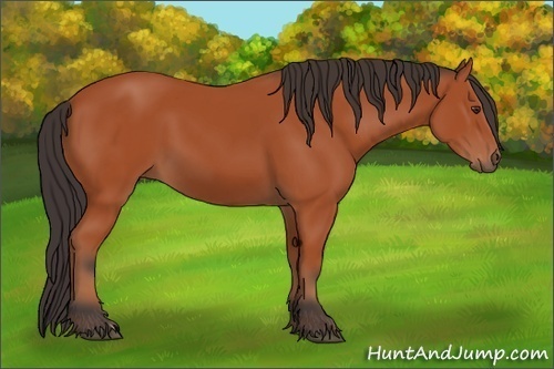 Horse Color: Unknown 