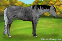 Horse Color:ERROR: UNKNOWN ANOMALY