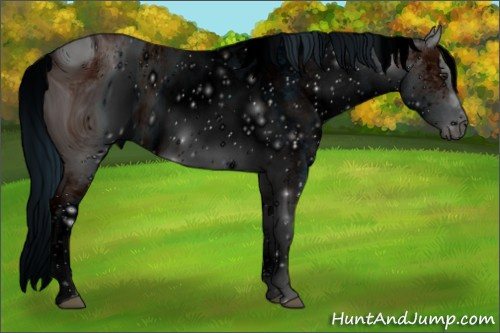 Horse Color: ERROR: UNKNOWN ANOMALY