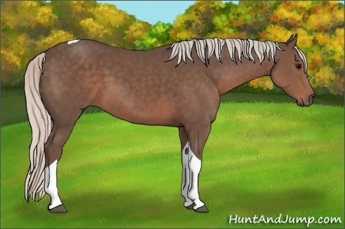 Horse Color:Silver Black Tobiano
