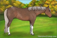 Horse Color:Silver Black Tobiano 