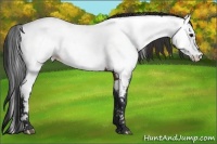 Horse Color:Brown Appaloosa 