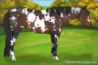 Horse Color:White Spotted Liver Chestnut 