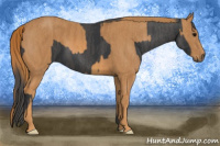 Horse Color:Black  Brindle