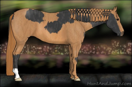 Horse Color: Black  Brindle