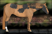Horse Color:Black  Brindle