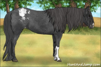Horse Color:Brown Appaloosa 