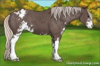 Horse Color:Silver Black Sabino Blanket 