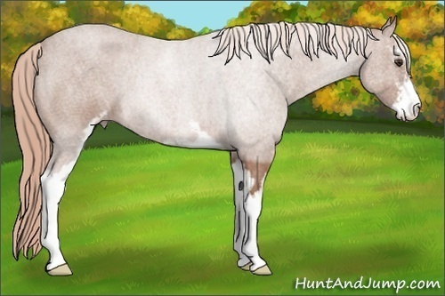 Horse Color: Red Roan Sabino 