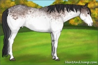 Horse Color:White Spotted Bay 