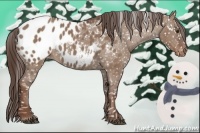 Horse Color:Liver Red Dun Appaloosa 