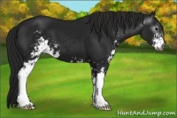 Horse Color:Gray Black Sabino