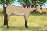 Horse Color:White Spotted Buckskin Dun 