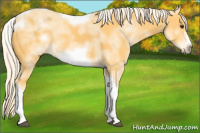 Horse Color:White Spotted Palomino Tobiano Frame 