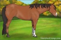 Horse Color:Bay 