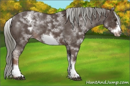 Horse Color: White Spotted Liver Chestnut Mushroom Frame Varnish 