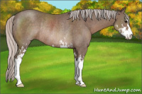 Horse Color:Silver Black Sabino Rabicano 