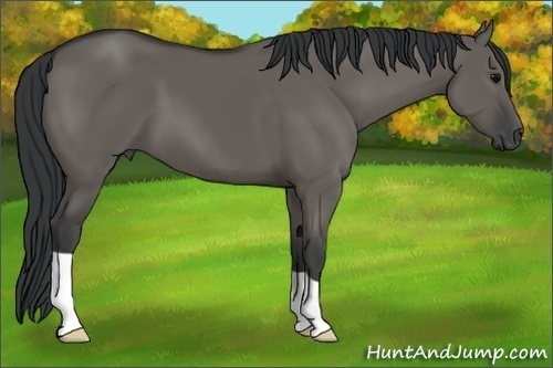 Horse Color: Grullo 