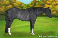 Horse Color:Black Rabicano 