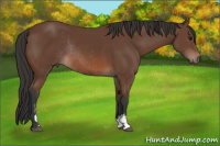 Horse Color:Bay Sabino Rabicano