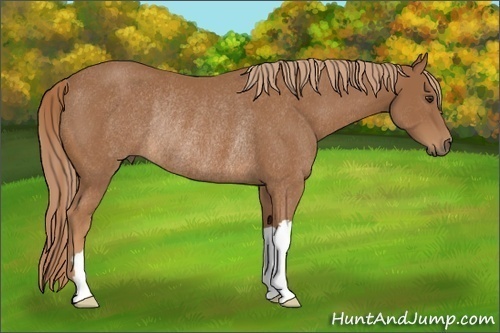 Horse Color: Chestnut Rabicano 