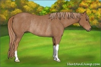 Horse Color:Chestnut Rabicano 