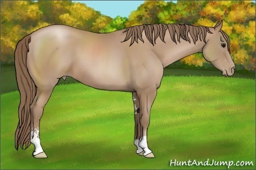 Horse Color: Black Pearl Sabino 