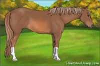 Horse Color:Chestnut 