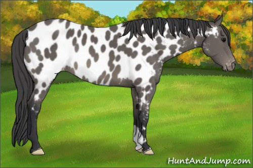 Horse Color: Black Near Leopard 