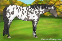 Horse Color:Black Near Leopard 